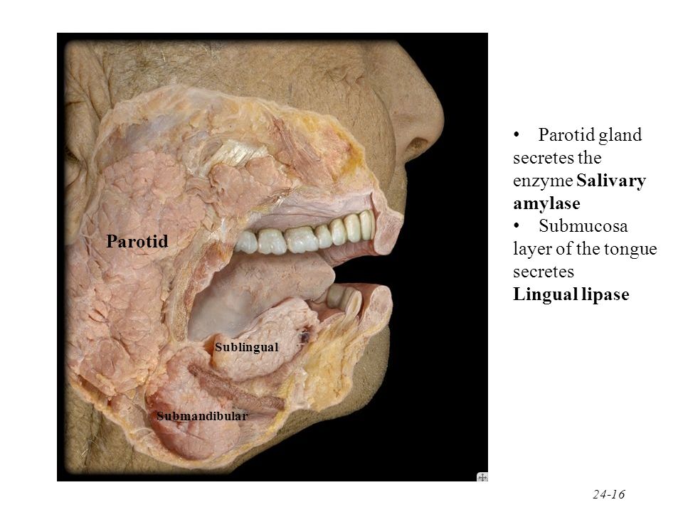 Submandibular Gland Cadaver